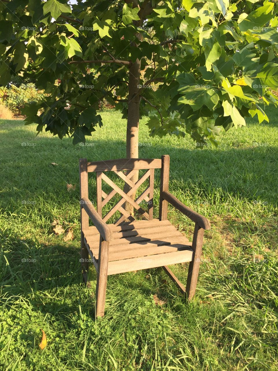Chair under apple tree 