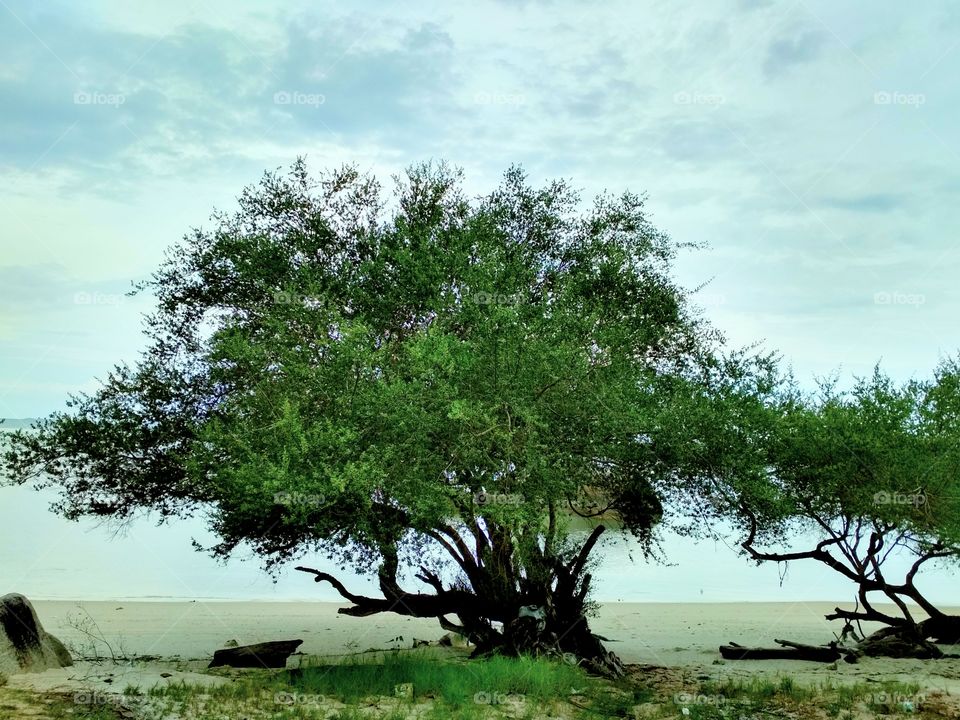 Tree on the beach
