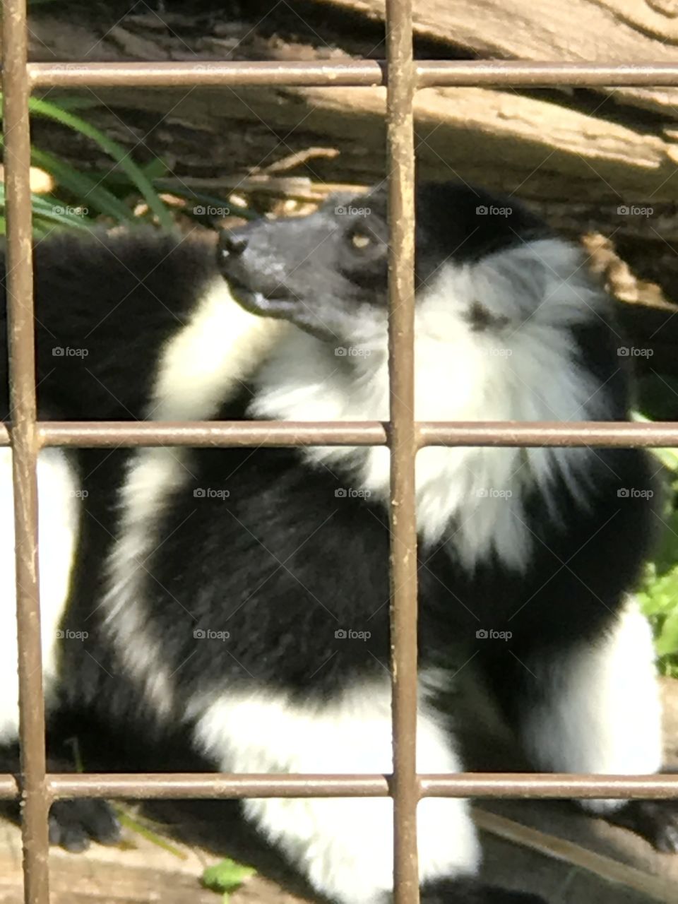 Lemur in cage 