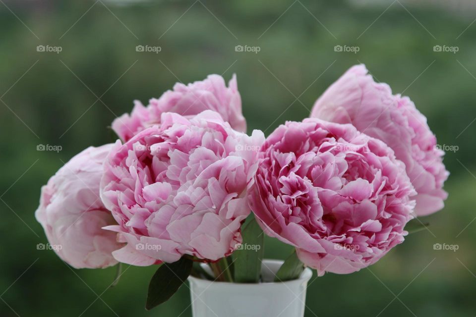 Pink peonies 