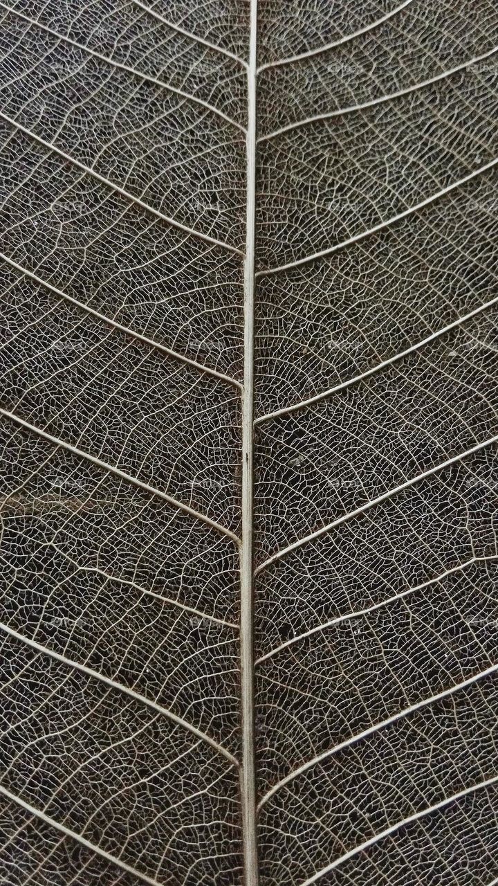 Bone leaves