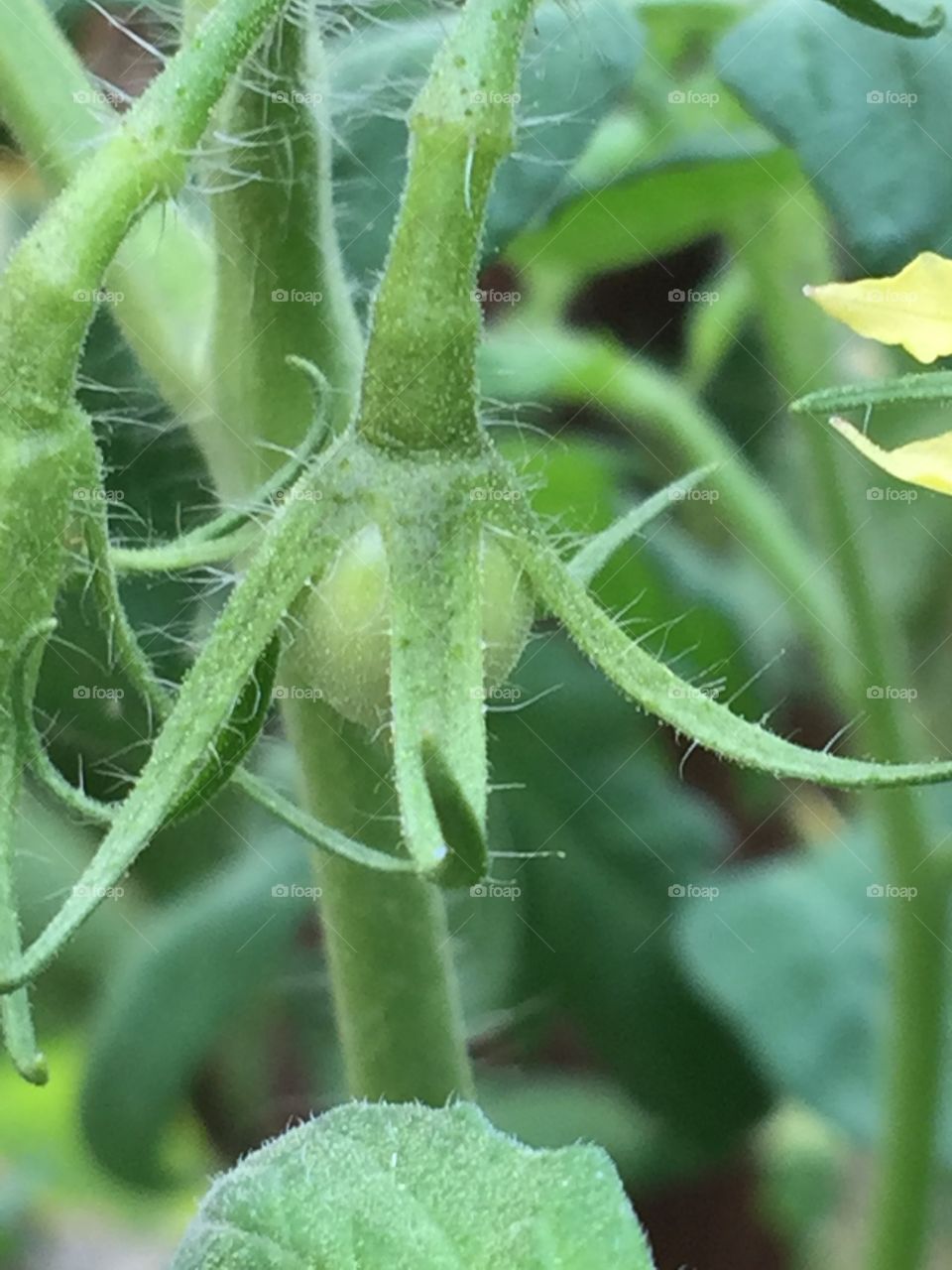 Green tomato on the vine