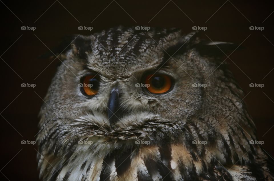 owl