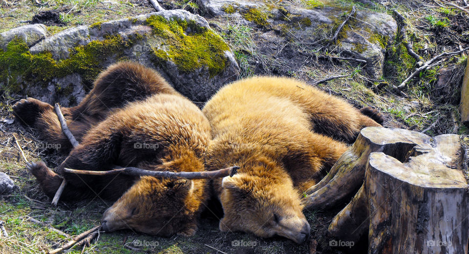 sleeping bear cubs and it looks like the one fell asleep when he was supposed to be the look out