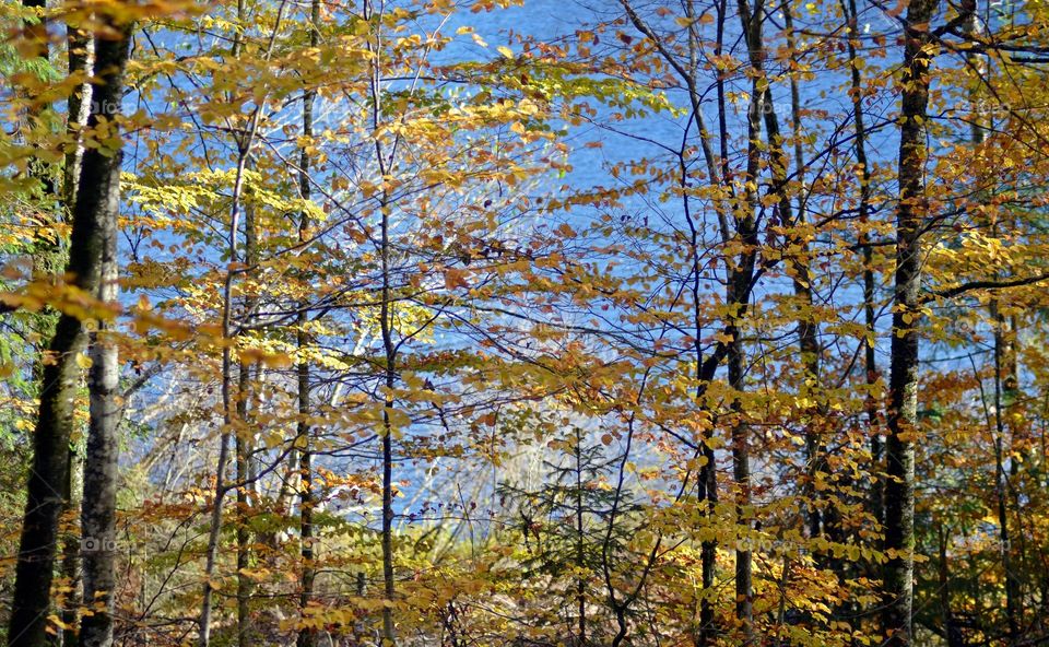 Blue sky in a swedish forest at fall