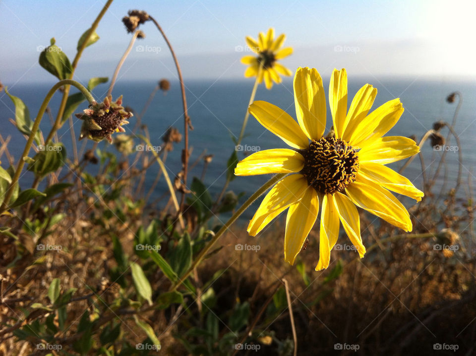 ocean yellow flower sunflower by morganb