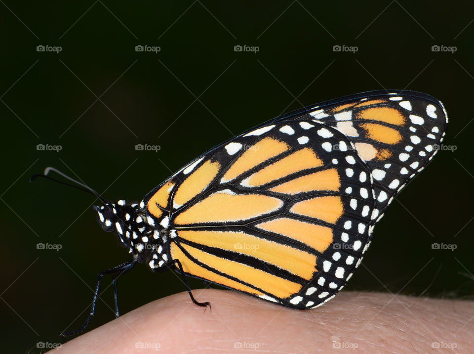 Beautiful monarch butterfly ready for its first flight 