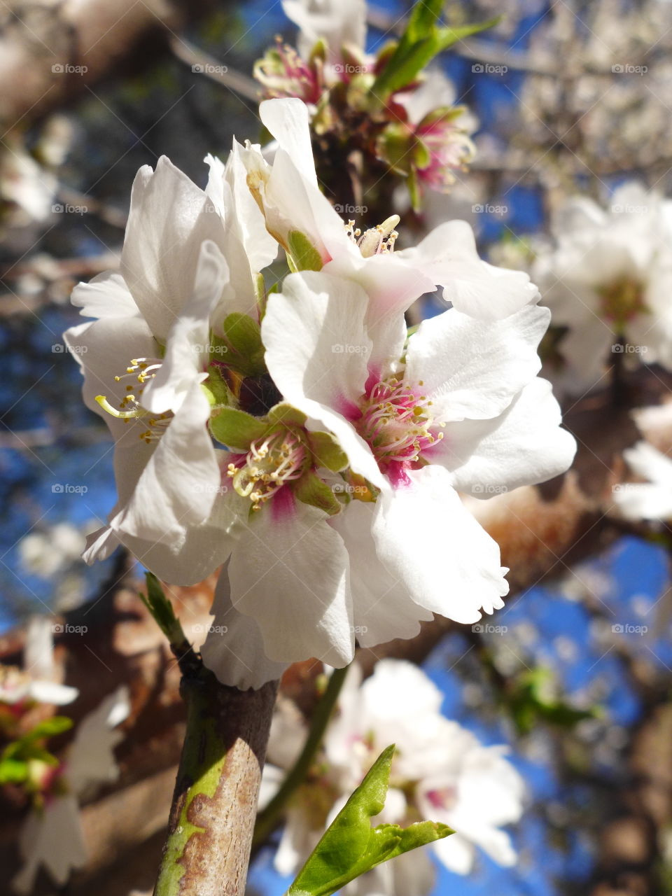 Cherry blossom 