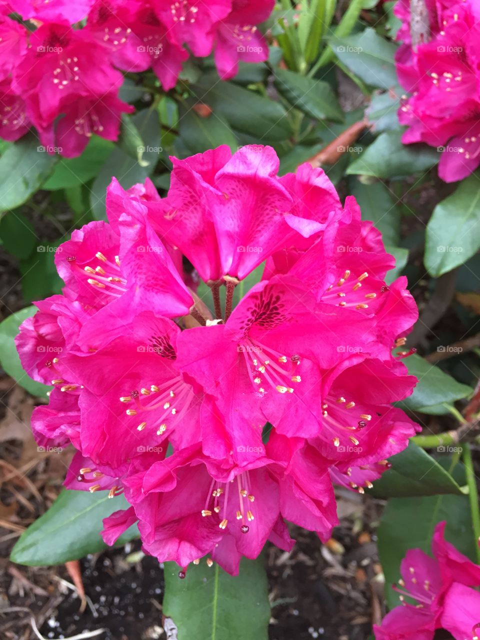 Rhododendron 
