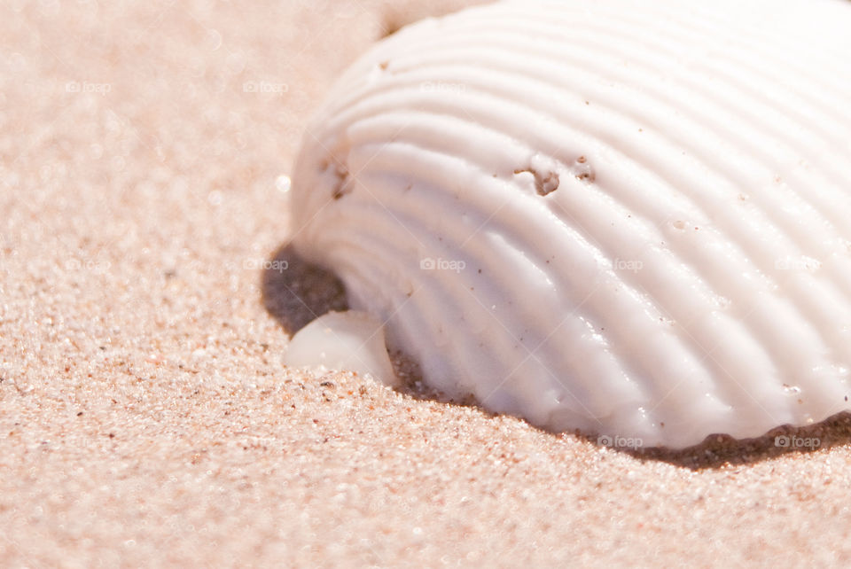 Close-up of scallop on sand