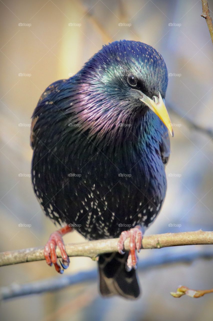 Starling 
