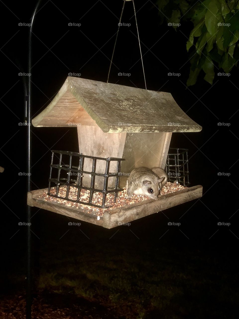 Nocturnal flying squirrel caught raiding bird feeder