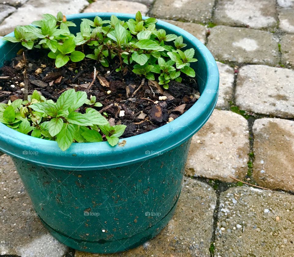 Potted Plants on Stone