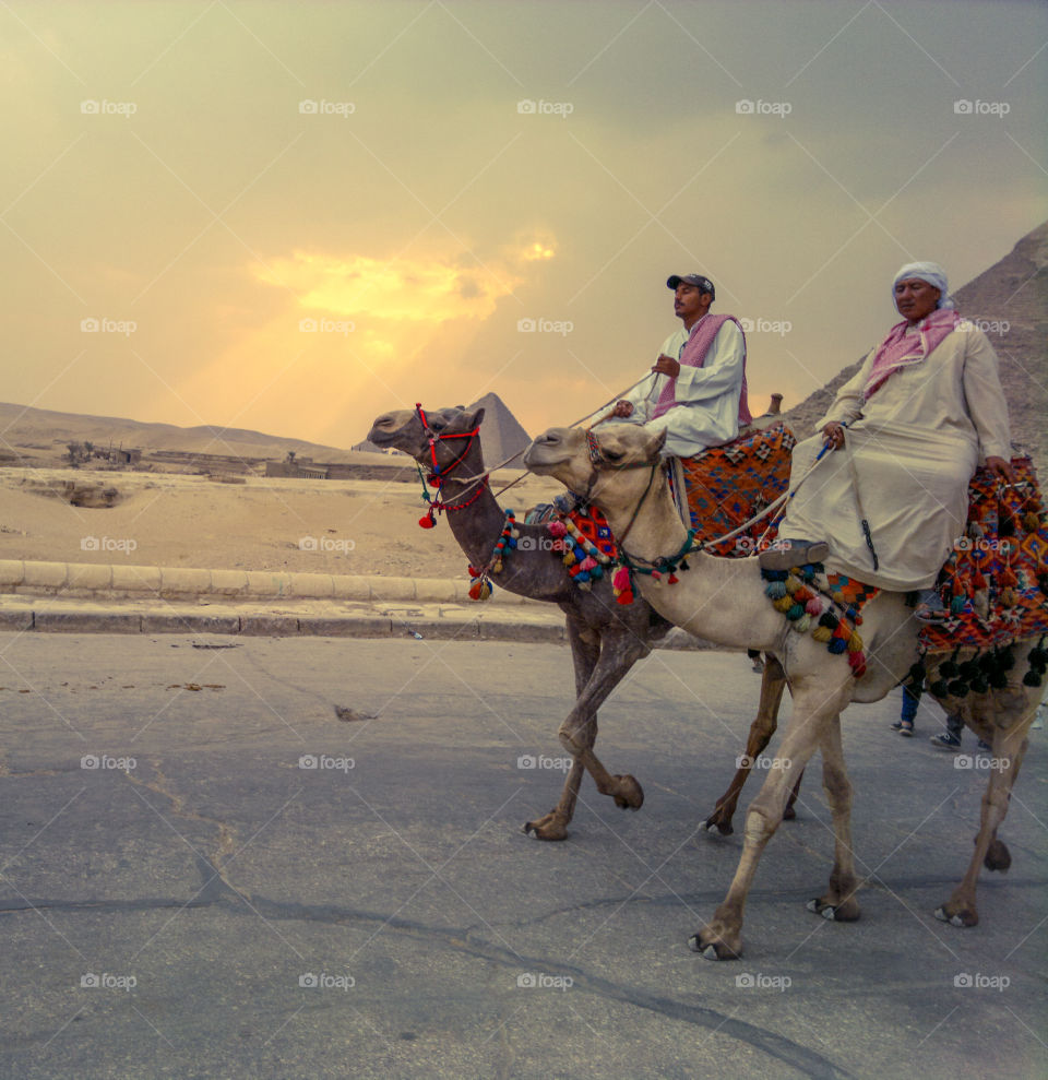 The local bedouins  on their camels offer a majestic view and ride around the pyramids in Egypt.