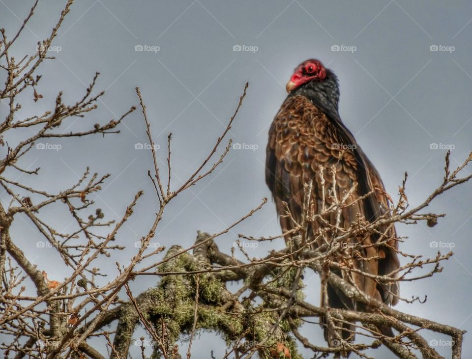 Turkey Vulture