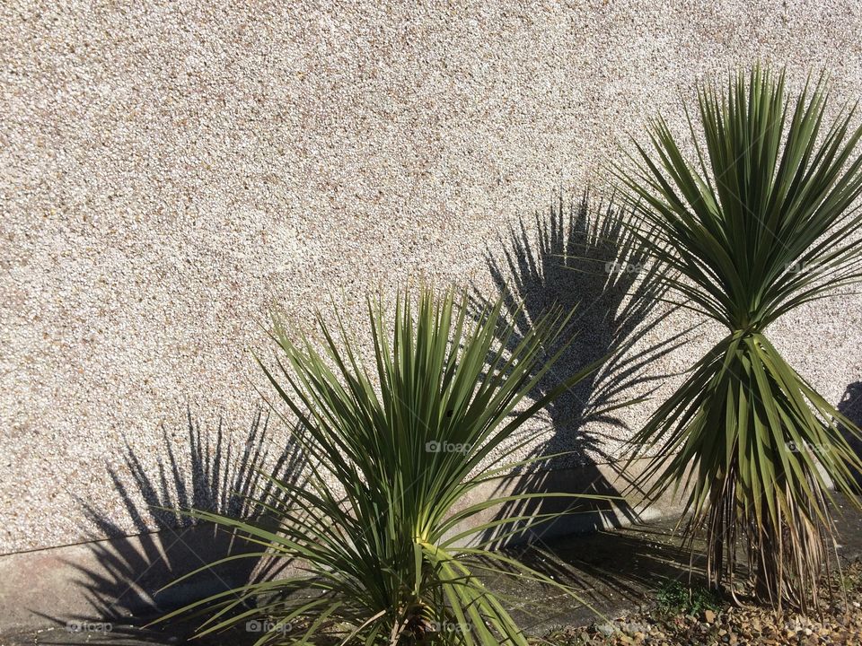 Yucca, Cactus, No Person, Desert, Nature