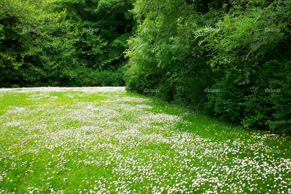 Field of flowers