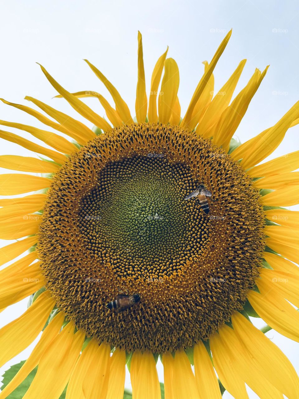 Close up of Sunflower 🌻