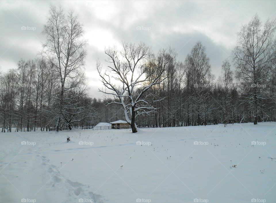 Winter, Snow, Cold, Tree, Frost