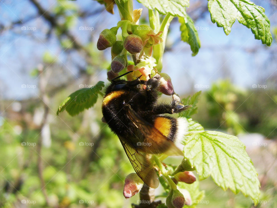 Spring. Bumblebee on flowers currants