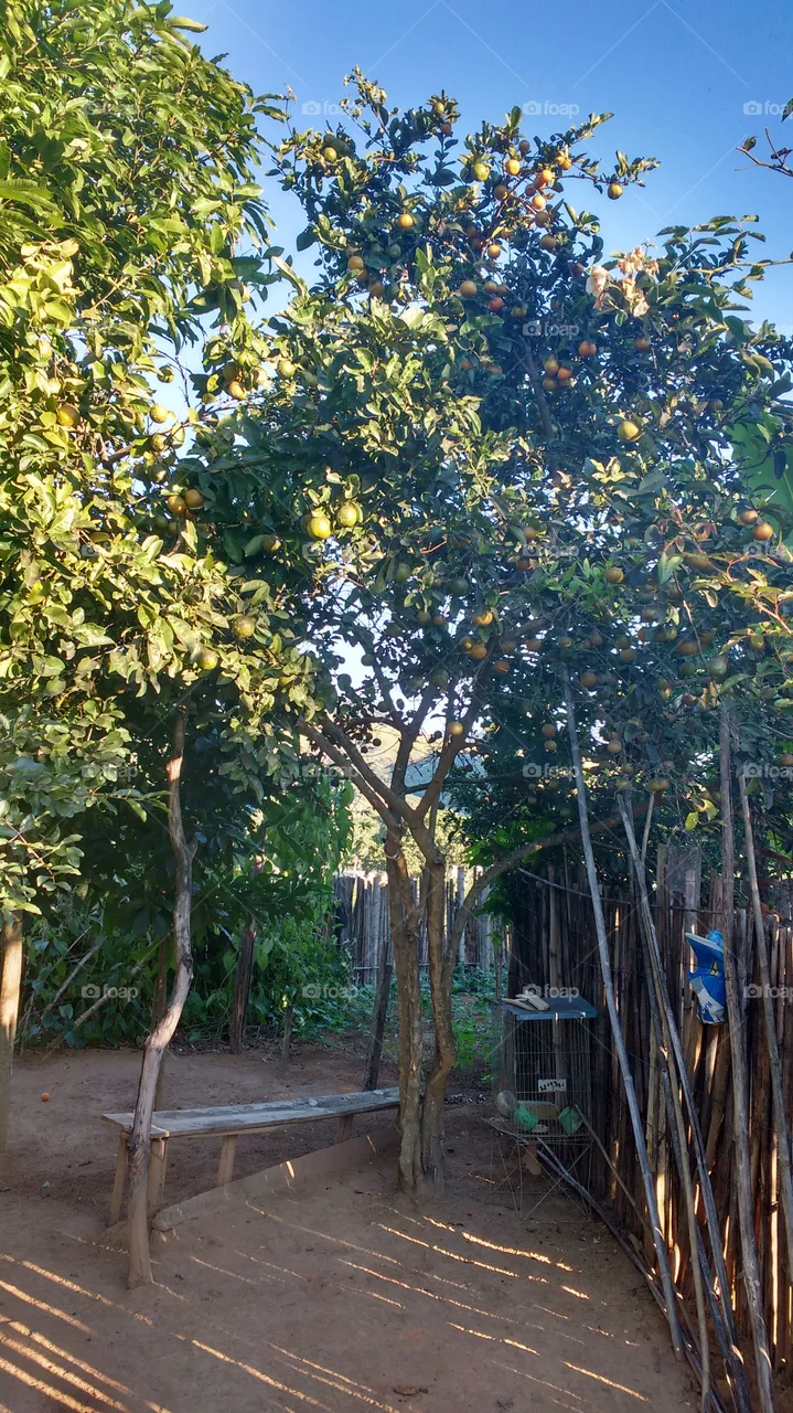 lindo