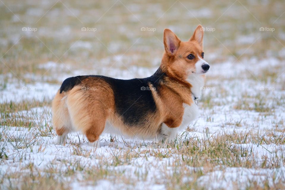 Welsh corgi pembroke