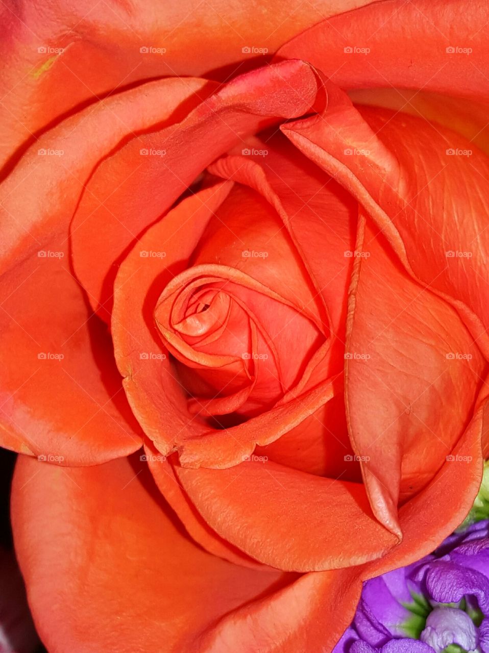 Rose, Flower, Love, Romance, Petal