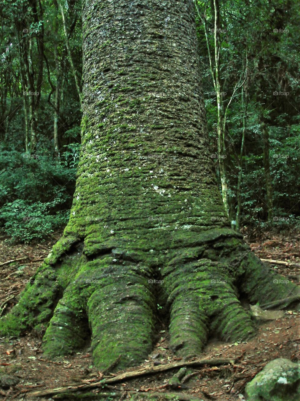 A milenar pine in the forest. / Um pinheiro milenar na floresta.