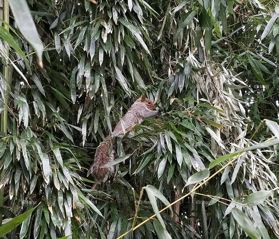 Squirrel Bamboo