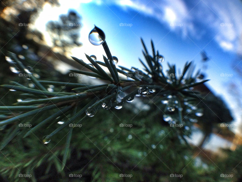 Drops