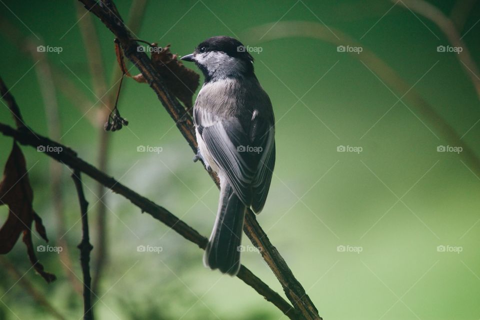 Chickadee