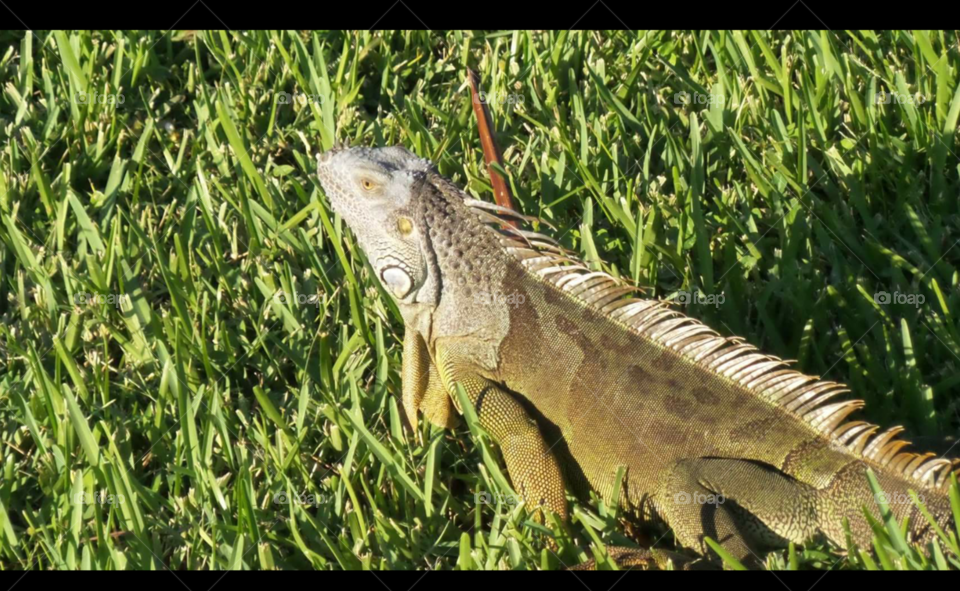 Mr Iguana
