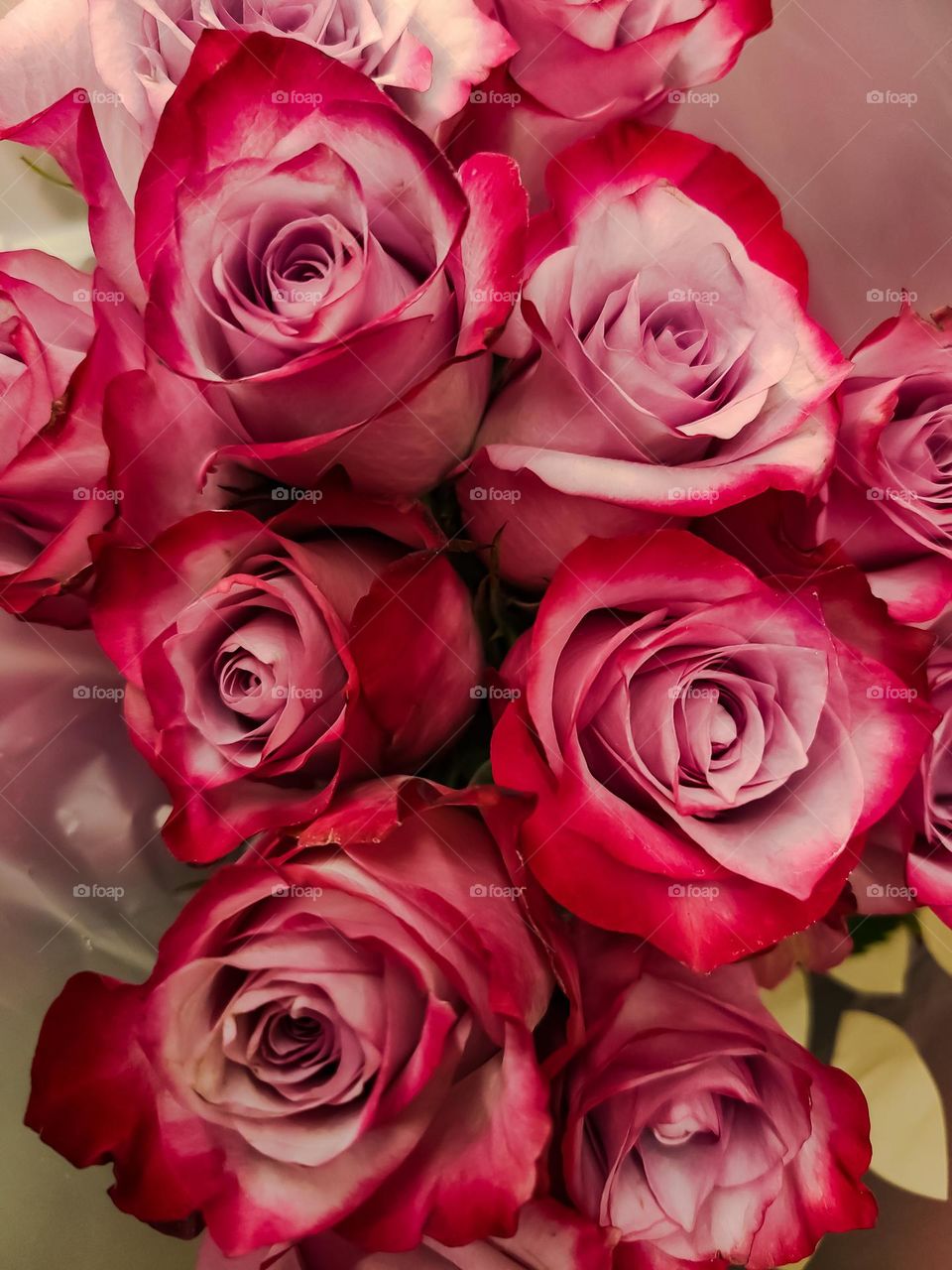 Beautiful bouquet of a dozen pink roses radiating their beauty with an multiple shades of pink in an ombré fashion 