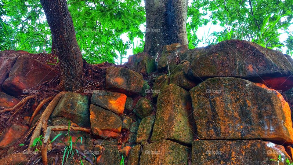Rochas. Árvore com raízes no barranco de pedras grandes, sobreposição natural da natureza. O interior do solo.