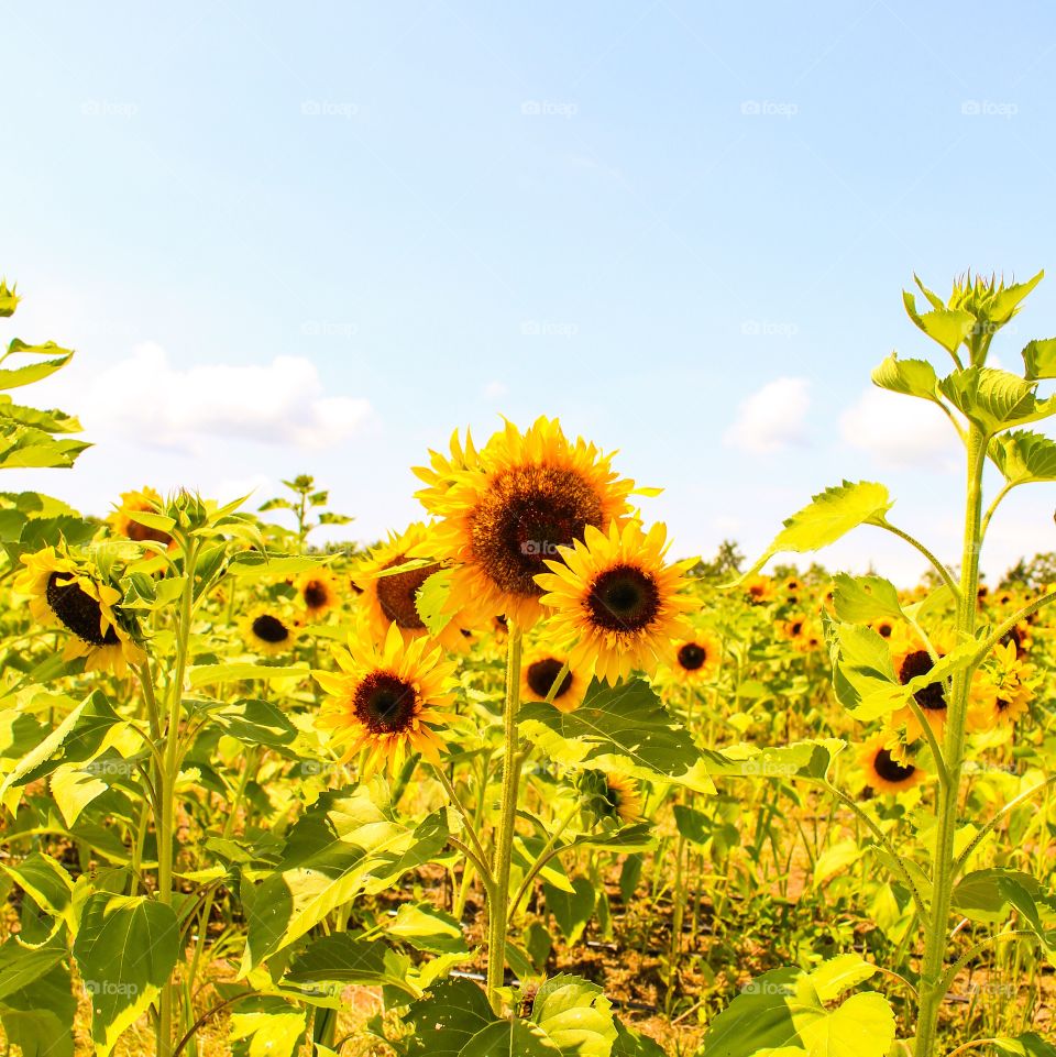 Sunflowers