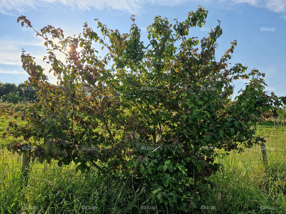 Bushy Plant  CLose-Up in the Netherlands
