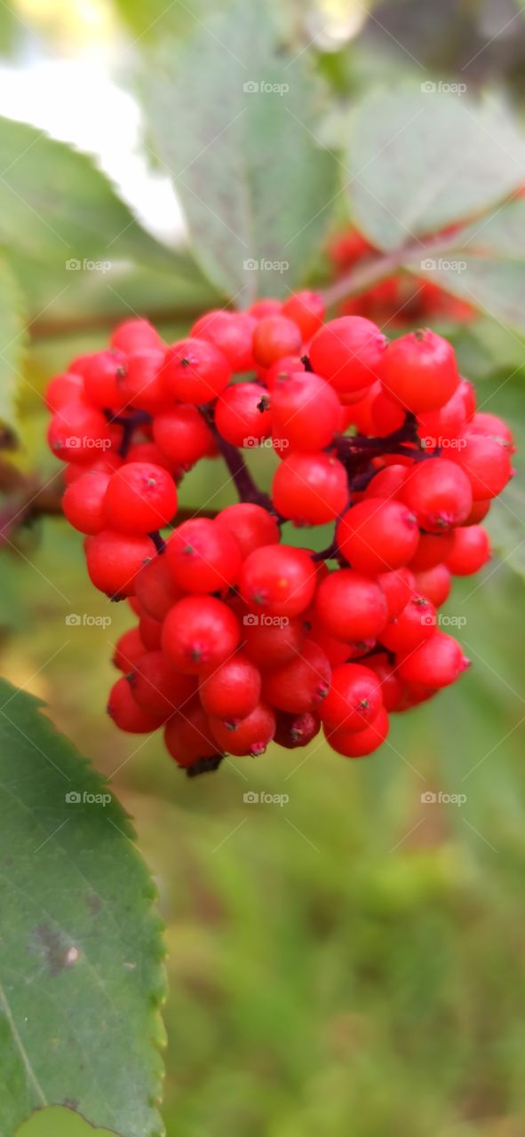 Bacche rosse di montagna