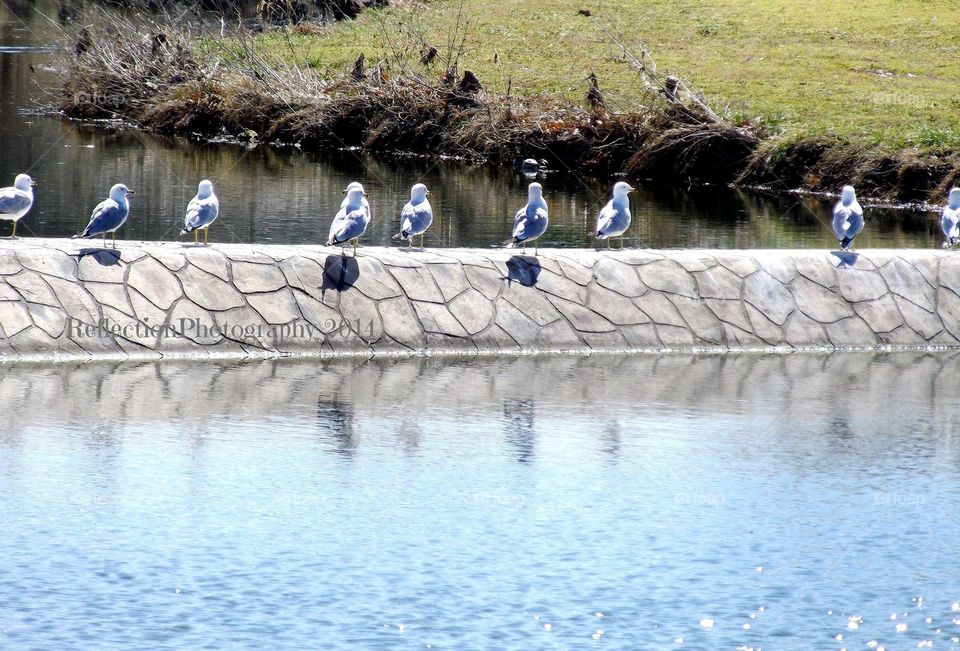 Birds line dancing in Dallas Texas 