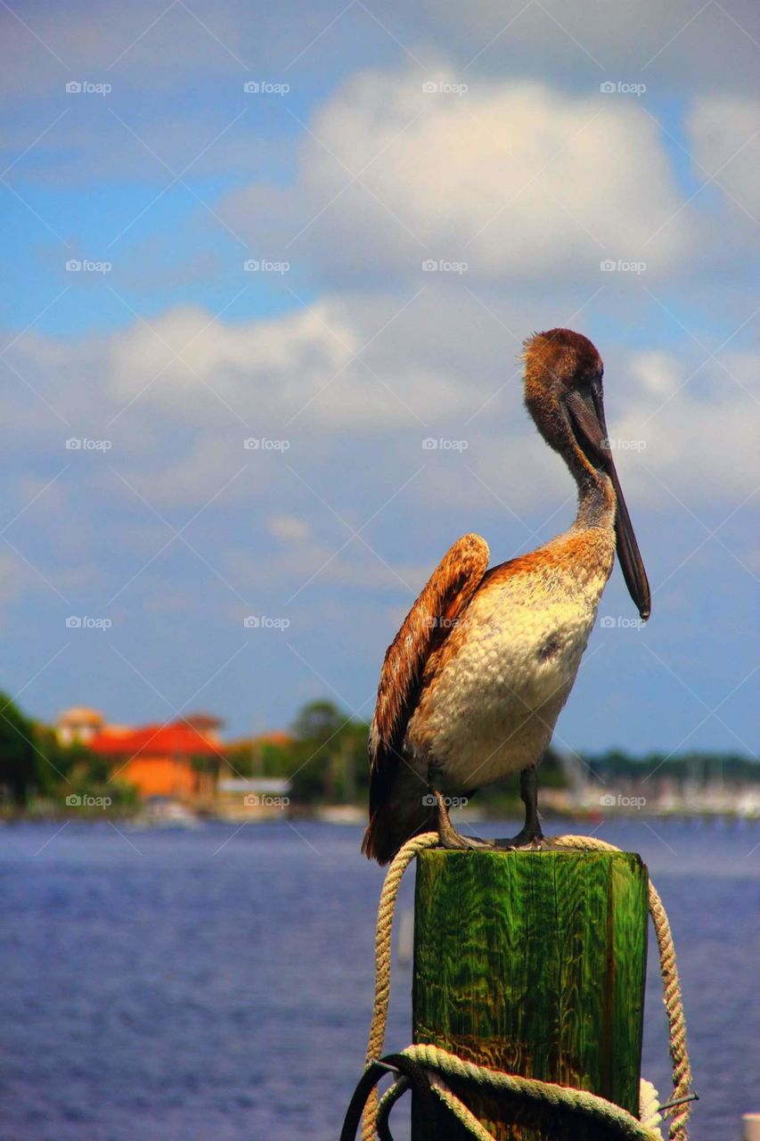 Postal

A pelican sitting atop a post enjoying the morning view.