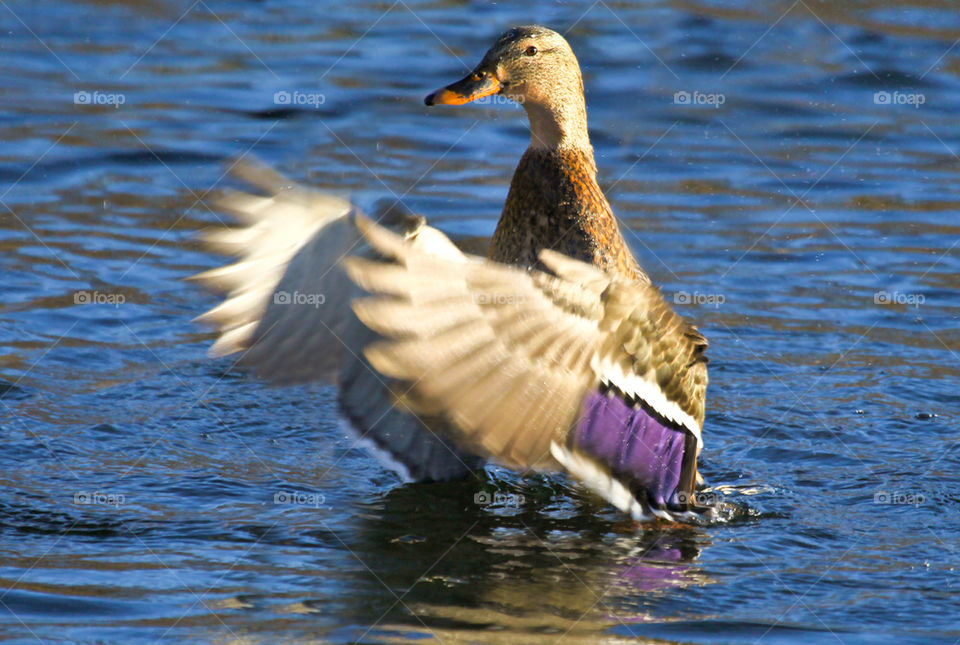 Flying duck.