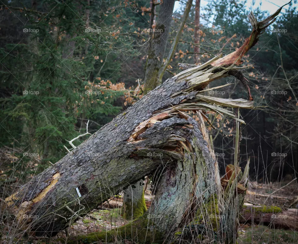 Natur Gewalt
