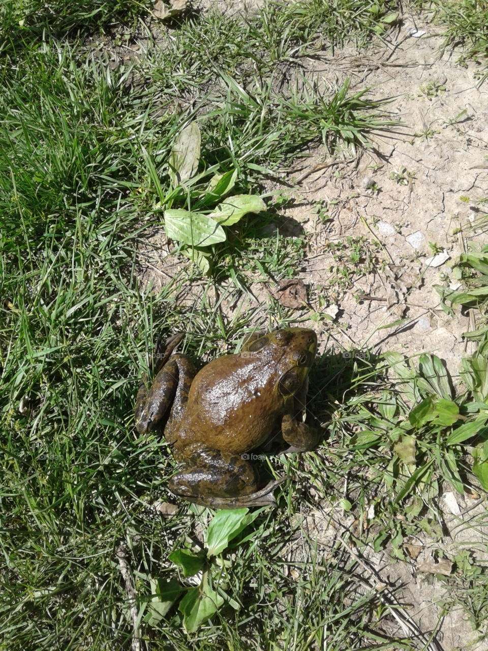 Missouri  Bull Frog