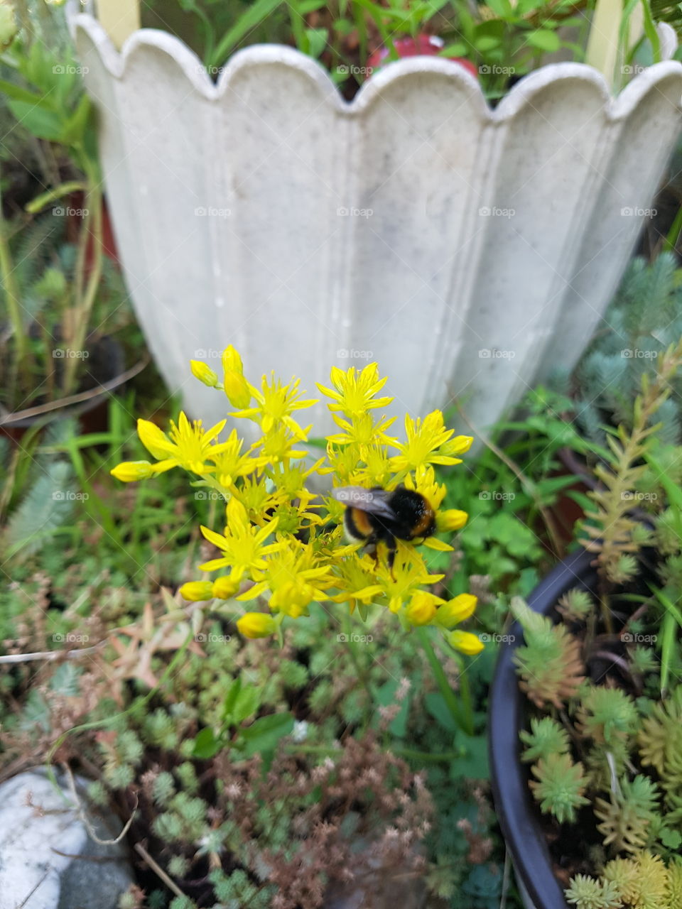 Bee