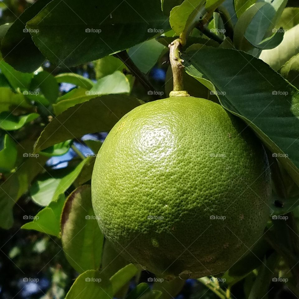 Close-up of a fruit growing on tree