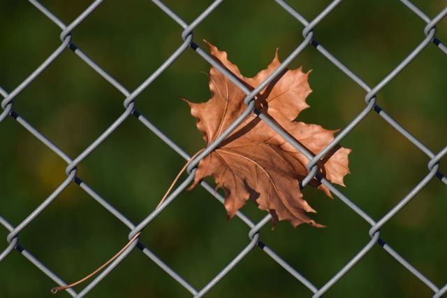 sad fall