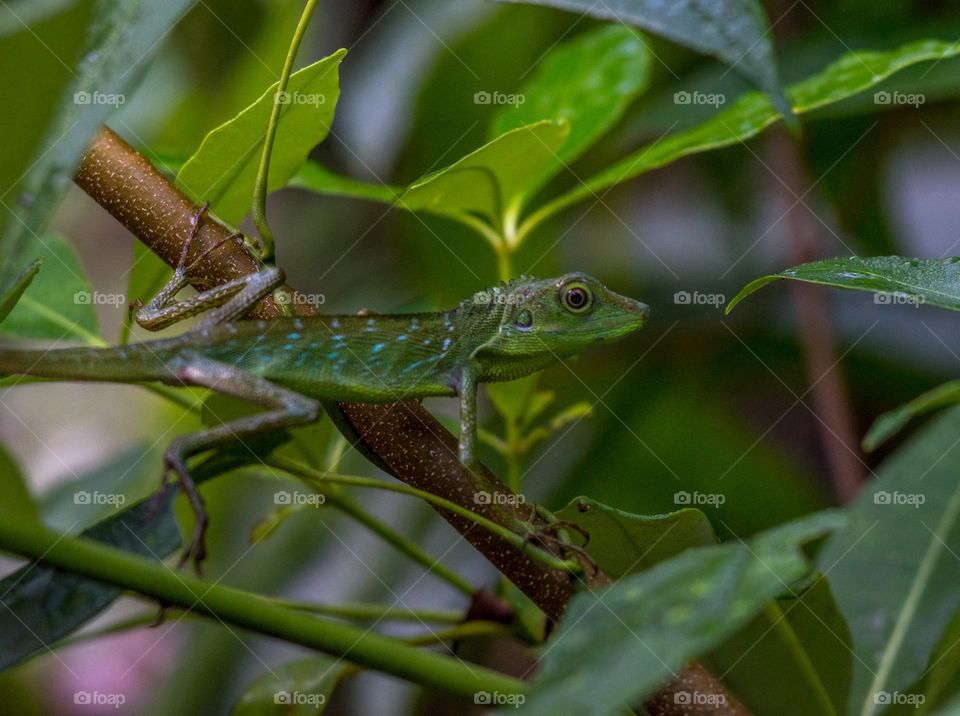 A green lizard hiding out on a branch surrounded by green leaves of the Mulu national Park, Borneo. 