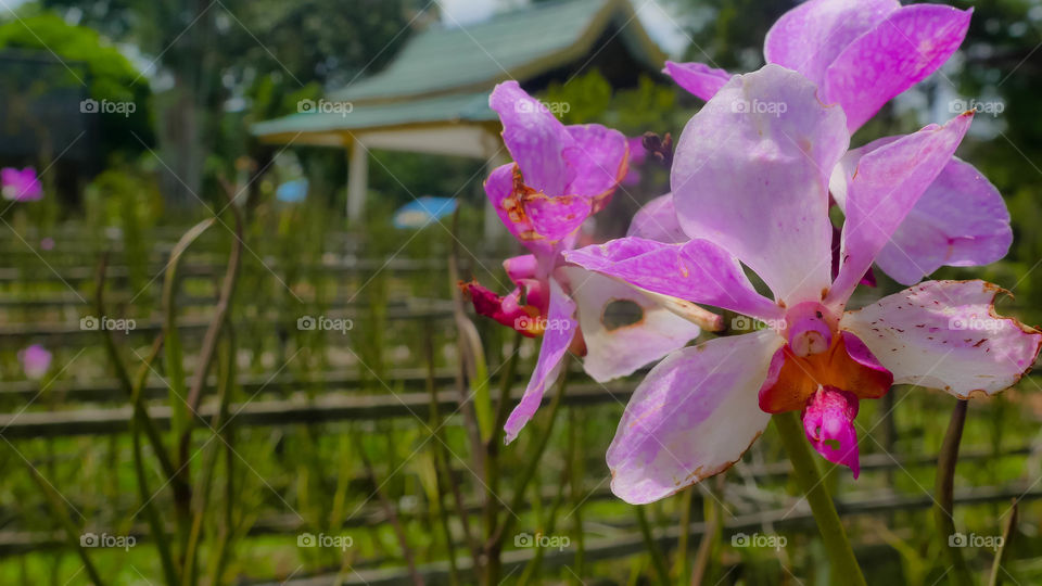 Rare purlpe orchids bloom in summer vibe