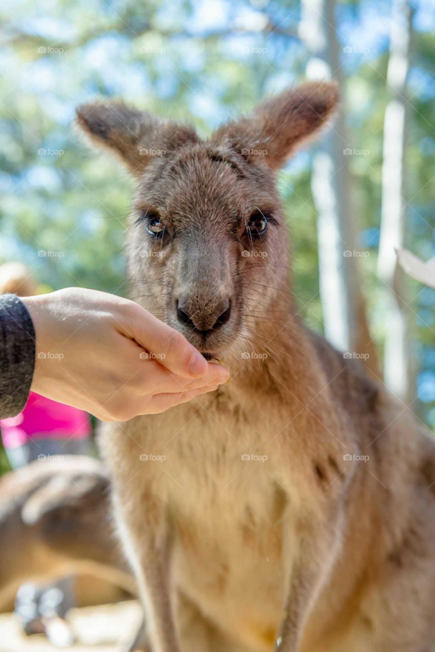 Close-up of hand feeding kangaroo