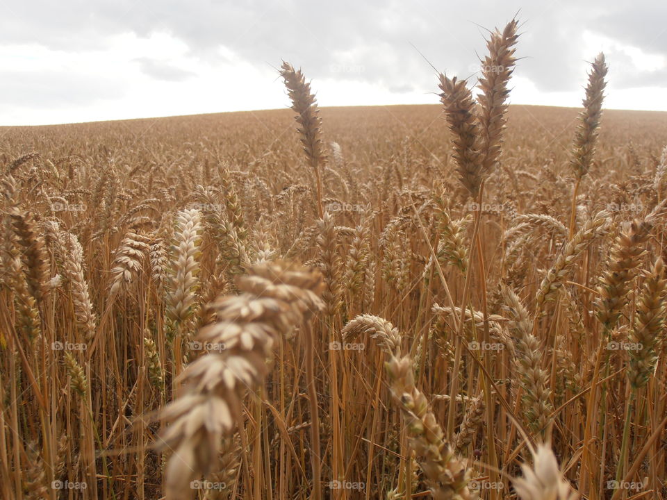 Ears Of Wheat Up Close