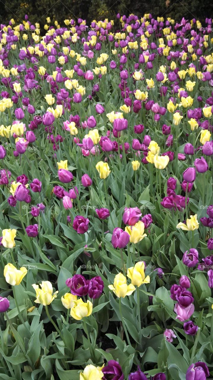 Purple Yellow Tulips 